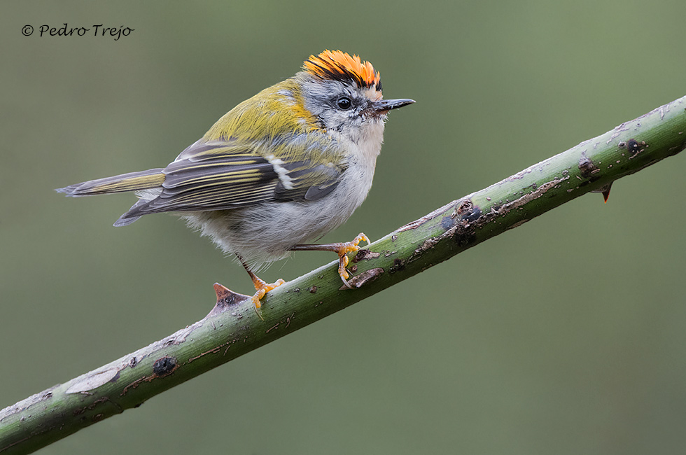 Reyezuelo listado ( Regulus ignicapilla)